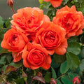 Above All Climbing Rose