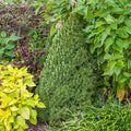 Alberta Spruce