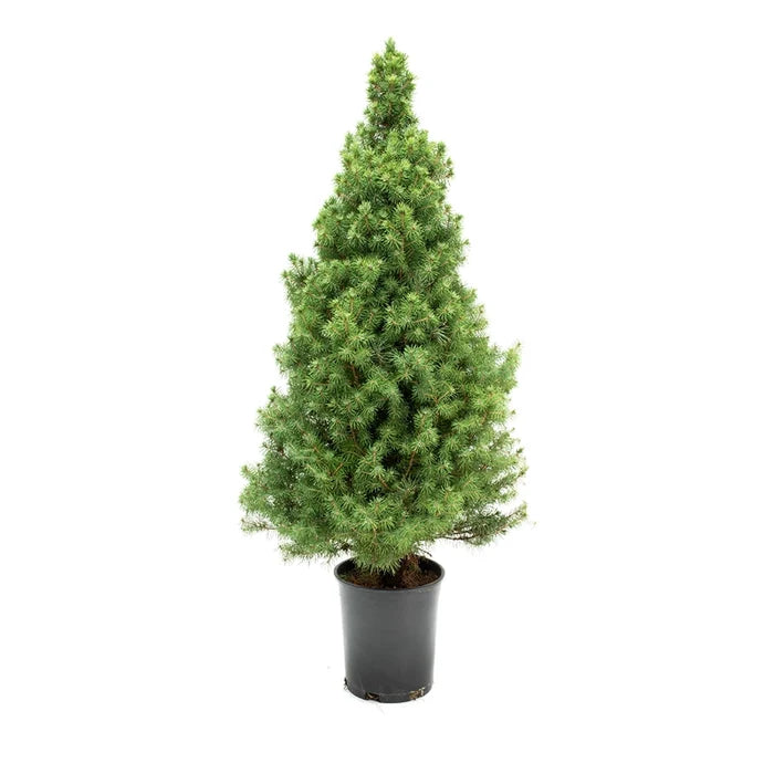 Alberta Spruce
