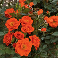All A'twitter™ Miniature Rose