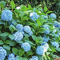 All Summer Beauty Hydrangea Bundle