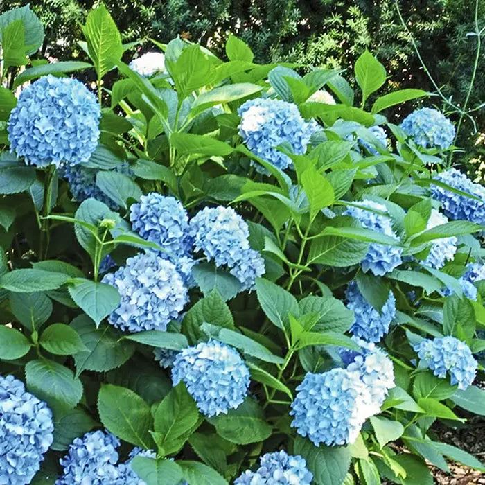 All Summer Beauty Hydrangea Bundle
