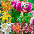All Summer Lilies