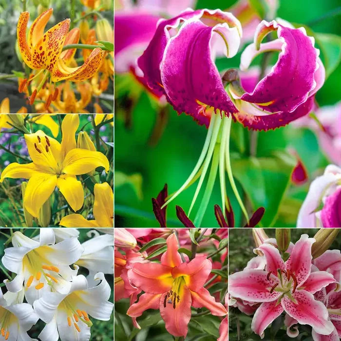 All Summer Lilies