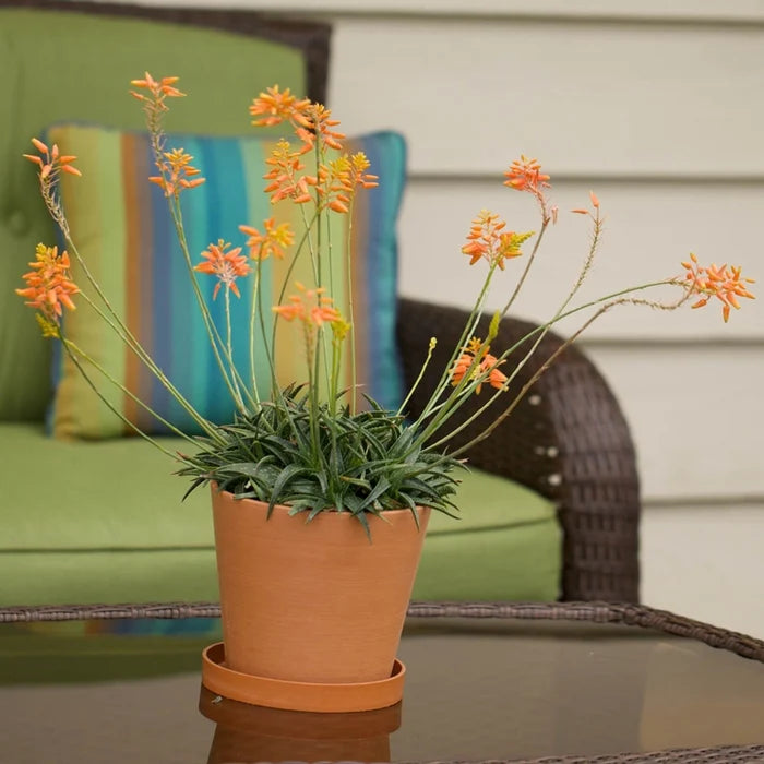 Aloe Firebird Hybrid in Nursery Pot