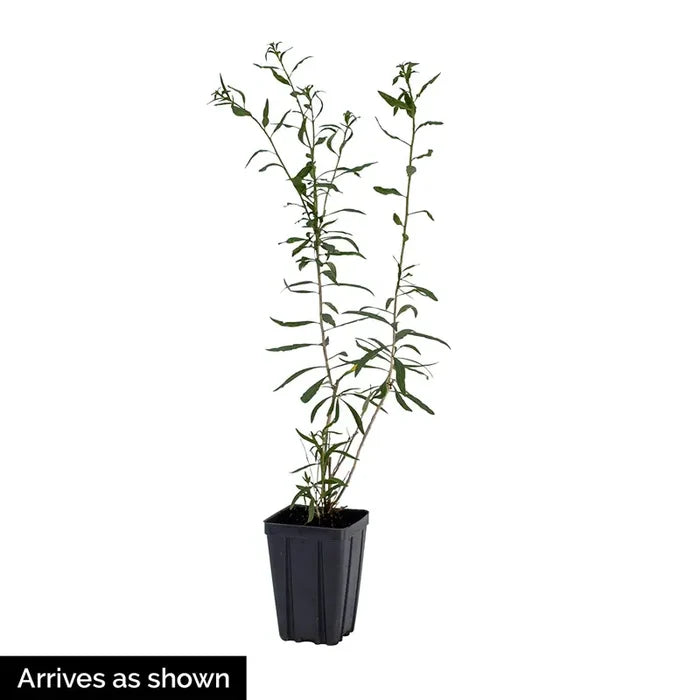 American Elderberry