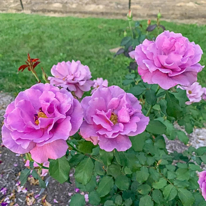 Angel Face Floribunda Rose Plant