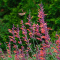 Apache Sunset Hummingbird