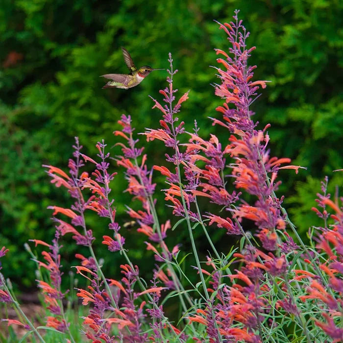 Apache Sunset Hummingbird