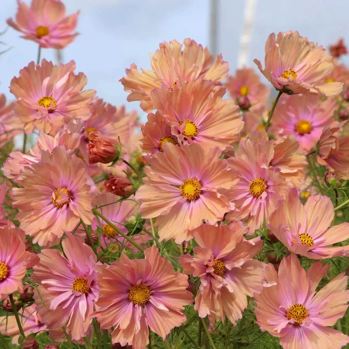 Apricotta Cosmos