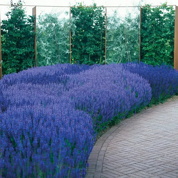 April Night Salvia