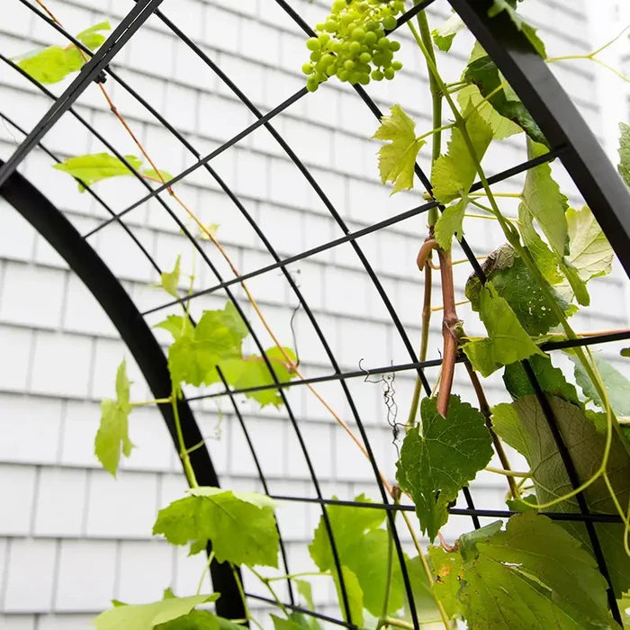 Arch Trellis For 2x4 Planter Box