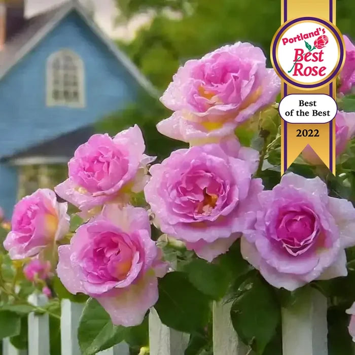 Arctic Blue™ Floribunda Rose