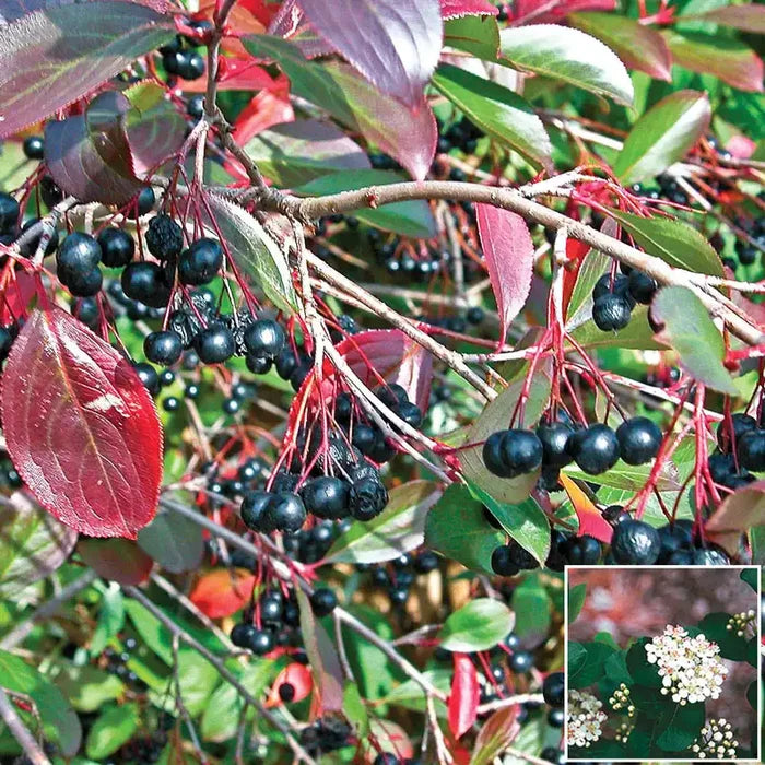 Aronia Berry Tree