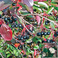 Aronia Berry Tree