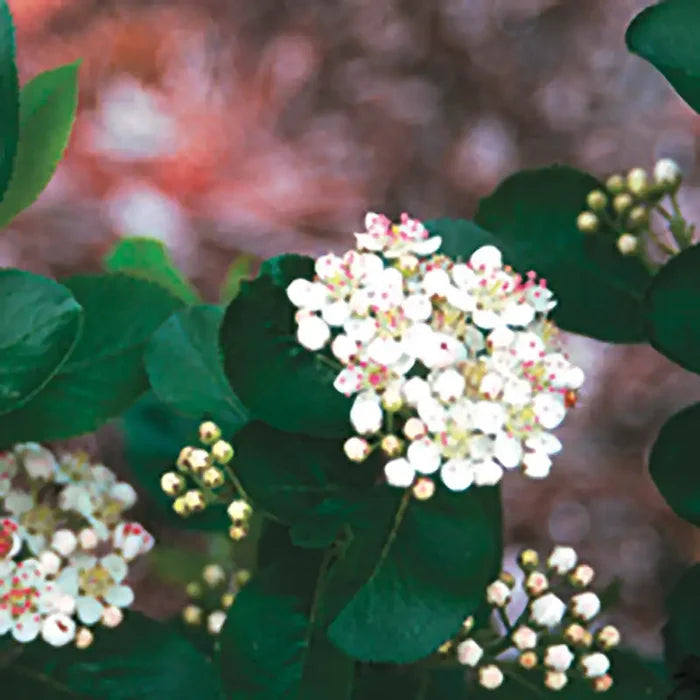 Aronia Berry Tree