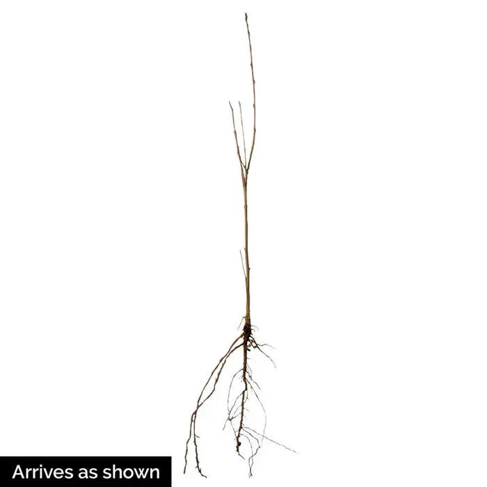 Aronia Berry Tree