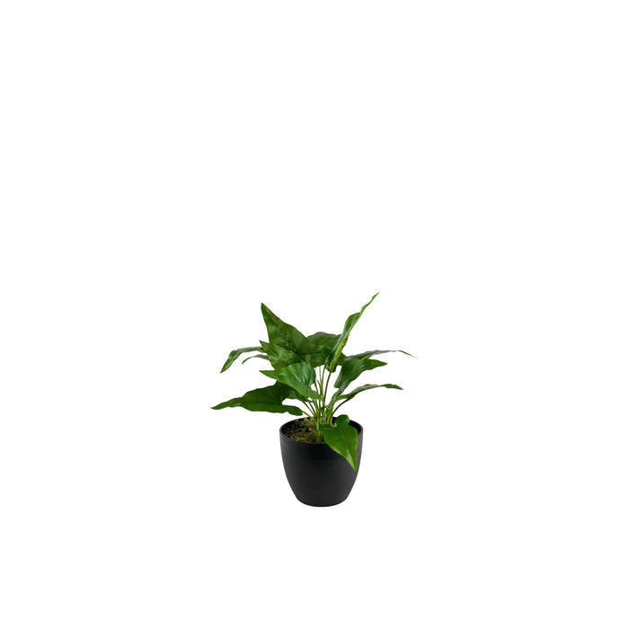 ARROWHEAD BUSH- 34CM S
