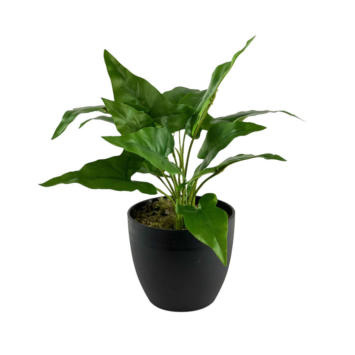 ARROWHEAD BUSH- 34CM S