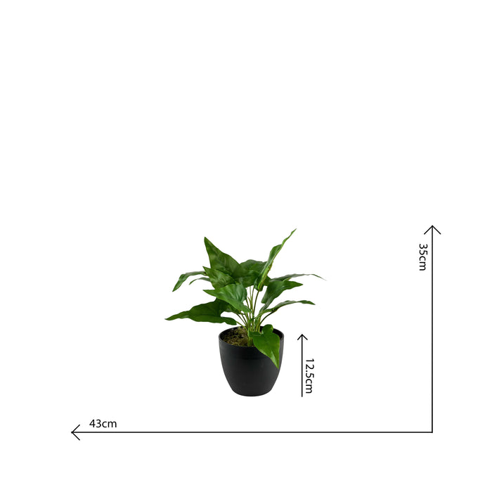 ARROWHEAD BUSH- 34CM S