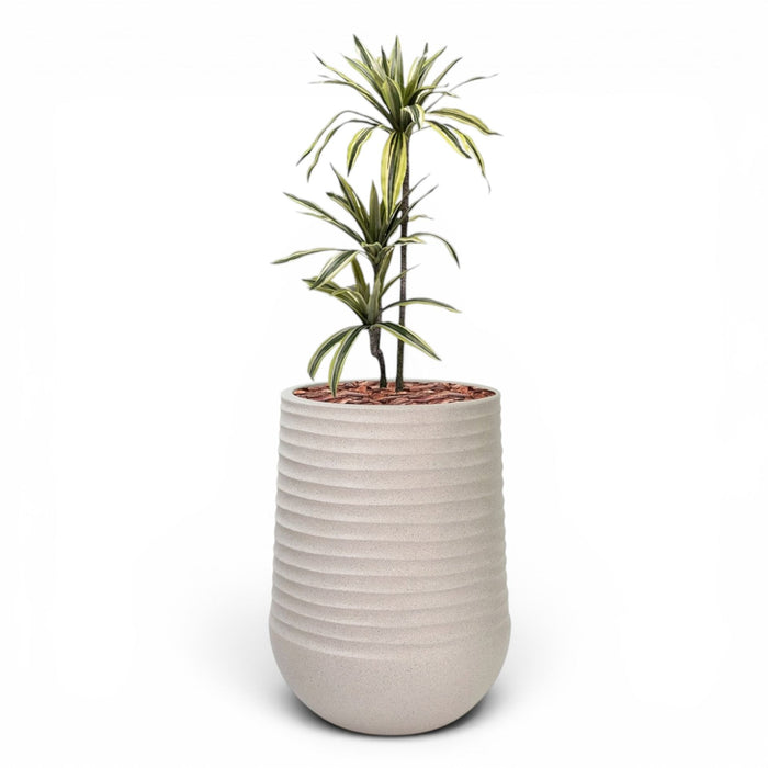 Artemis Planter L 53x69.5 Beige with Dracaena 100cm