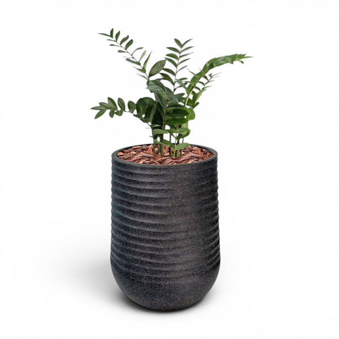 Artemis Planter L 53x69.5 Black  with Zamifolia 90cm
