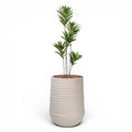 Artimis Planter L Beige With Dracaena Reflexa 120cm