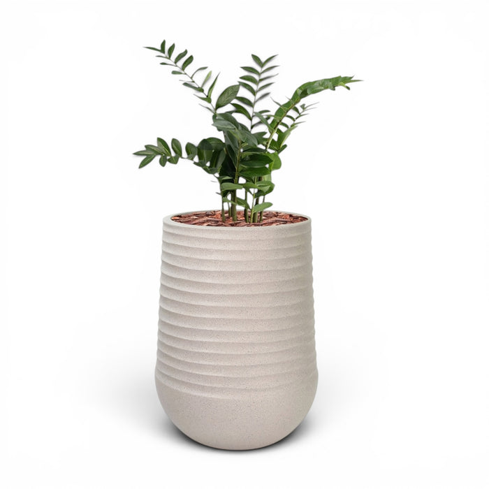 Artimis Planter L Beige With Zamifolia 90cm