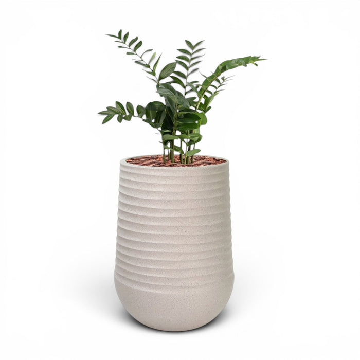 Artimis Planter L Beige With Zamifolia 90cm