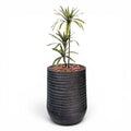 Artimis Planter L Black With Dracaena 100cm