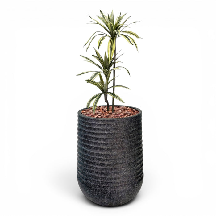 Artimis Planter L Black With Dracaena 100cm