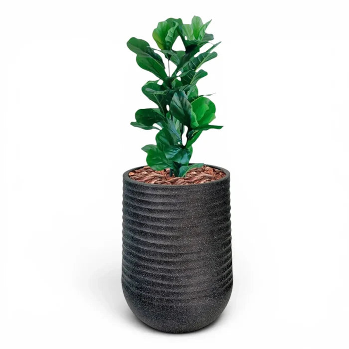 Artimis Planter L Black With Fiddle Leaf Ficus 90cm