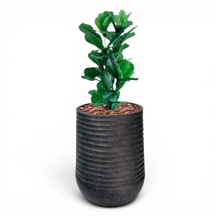 Artimis Planter L Black With Fiddle Leaf Ficus 90cm