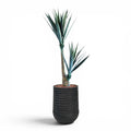 Artimis Planter M 39x51 Black With Yucca 130cm