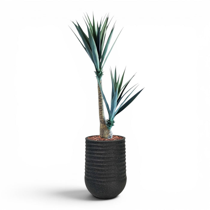 Artimis Planter M 39x51 Black With Yucca 130cm