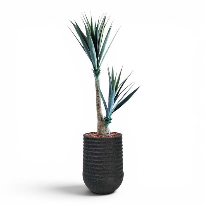 Artimis Planter M 39x51 Black With Yucca 130cm