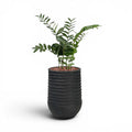 Artimis Planter M 39x51 Black With Zamifolia 90cm