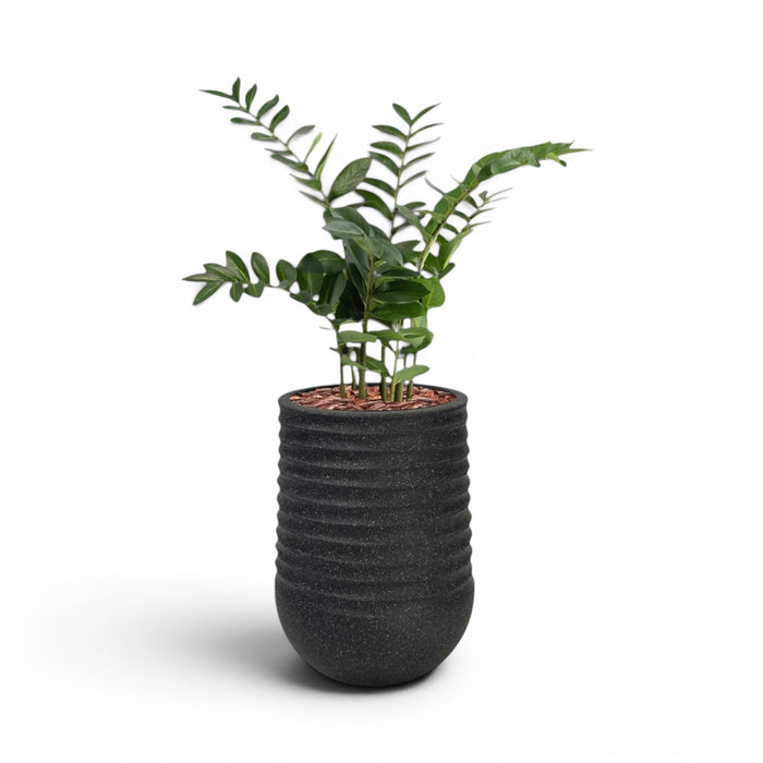 Artimis Planter M 39x51 Black With Zamifolia 90cm