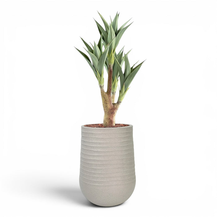 Artimis Planter M Beige With Agave 4 Head 105cm