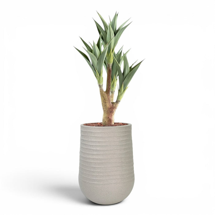 Artimis Planter M Beige With Agave 4 Head 105cm
