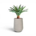 Artimis Planter M Beige With Cycas 72cm