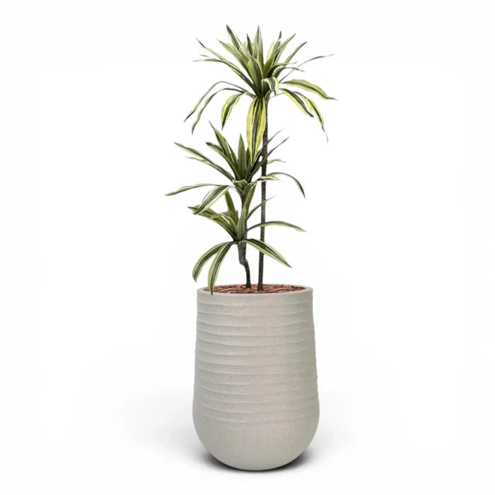 Artimis Planter M Beige With Dracaena 100cm