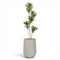 Artimis Planter M Beige With Dracaena Reflexa 120cm