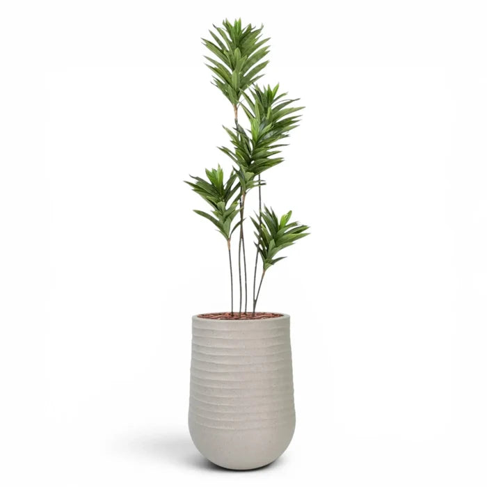 Artimis Planter M Beige With Dracaena Reflexa 120cm