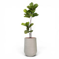 Artimis Planter M Beige With Ficus Fiddle Leaf 120cm
