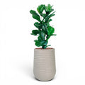 Artimis Planter M Beige With Ficus Fiddle Leaf 90cm