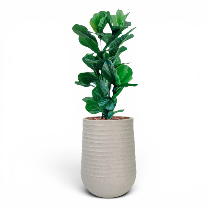 Artimis Planter M Beige With Ficus Fiddle Leaf 90cm