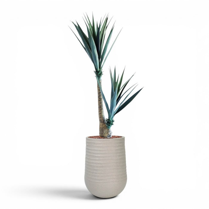 Artimis Planter M Beige With Yucca 130cm