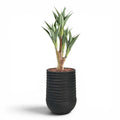 Artimis Planter M Black With Agave 4 Head 105cm