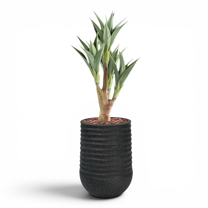 Artimis Planter M Black With Agave 4 Head 105cm